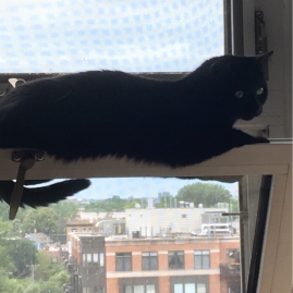 Abby takes over the window when Striker jumps down.